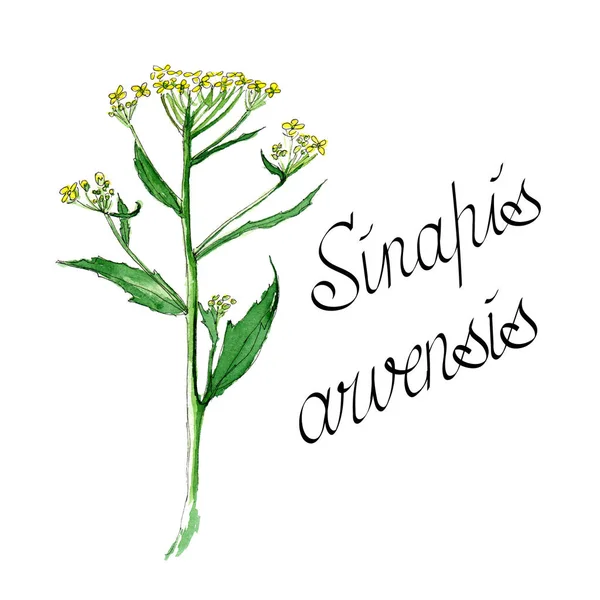 Campo di senape Sinapis arvensis illustrazione botanica di una pianta annuale durante il periodo di fioritura - illustrazione ad acquerello — Foto Stock