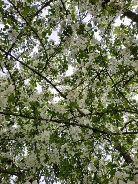 Elma mavi gökyüzünde ilkbaharda çiçek açar - dikey arkaplan