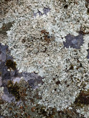 Islak taşın üzerindeki gri liken ve ıslak zemindeki yeşil yosun - arka plan ve dokular