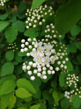 Yasemin çiçeği ve çiçek yeşil yaprakların arka planında - Jasminum officinale