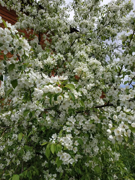 Apple blossoms in spring on blue sky - vertical background — ストック写真