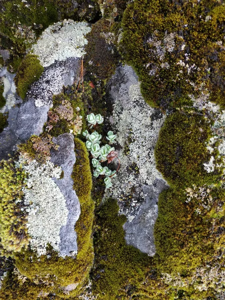 Gray lichen on wet stone and green moss on wet ground - backgrounds and textures