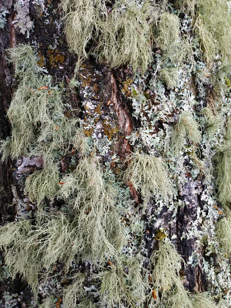 Lichene grigio su pietra bagnata e muschio verde su terreno bagnato - sfondi e texture — Foto Stock