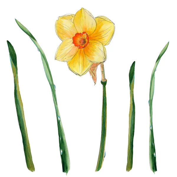 Narciso amarelo branco com um centro laranja brilhante e folhas verdes finas com gotas de orvalho sobre eles ilustração aquarela desenhada à mão — Fotografia de Stock