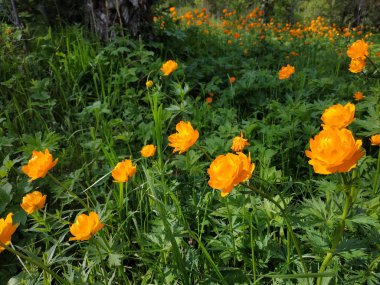 Trollius asiaticus - yeşil çayırdaki parlak turuncu çiçekler