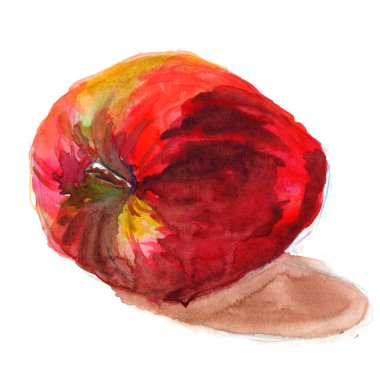 Sulu kırmızı bir elmanın çizimi - serbest suluboya çizimi
