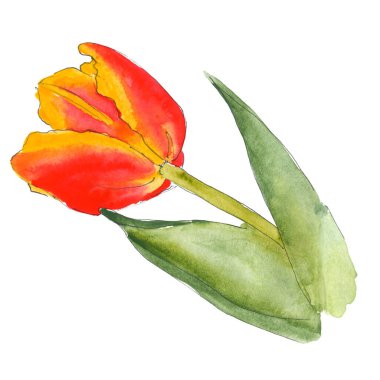 Orange yellow pink tulip flower with leaves and stalk - hand-drawn watercolor illustration