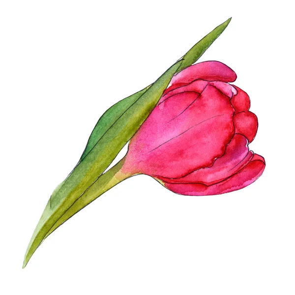 Orange yellow pink tulip flower with leaves and stalk - hand-drawn watercolor illustration — Stok fotoğraf