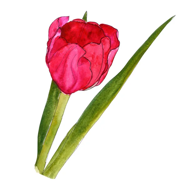 Orange yellow pink tulip flower with leaves and stalk - hand-drawn watercolor illustration — Stok fotoğraf