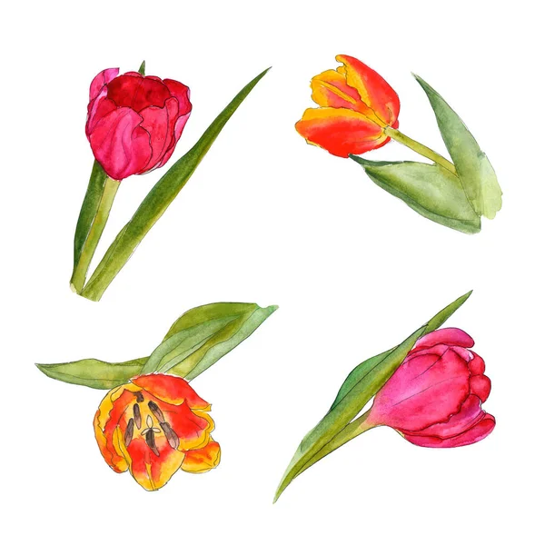 Set Orange yellow pink tulip flower with leaves and stalk - hand-drawn watercolor illustration — 스톡 사진