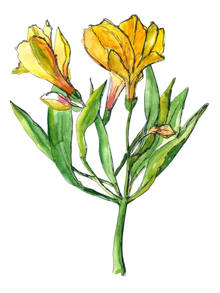 Sárga, rózsaszín, piros Alstroeméria zöld szárral és levelekkel - kézzel rajzolt akvarell illusztráció — Stock Fotó