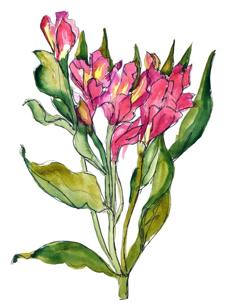 Yellow, pink, red Alstroemeria with green stem and leaves - hand-drawn watercolor illustration — 스톡 사진