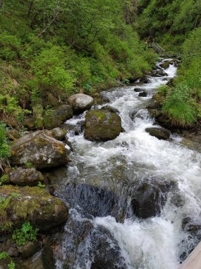 Ormandaki ulaşılamaz şelale dağlardaki taş ağaçlarının arasında.