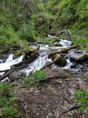 Ormandaki ulaşılamaz şelale dağlardaki taş ağaçlarının arasında.