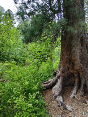 Tarla kuşu ve yaprak döken ağaçlarla dolu uzun bir orman. Kasvetli gökyüzüne kadar uzanan bir açı.