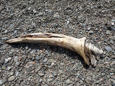 Yıpranmış eski bir girdap parçası. Açık gri ahşap. Fotoğraf.