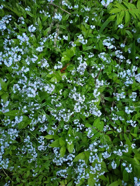 Fleurs Bleues Oubliées Poussant Parmi Herbe Dans Une Clairière Forestière — Photo