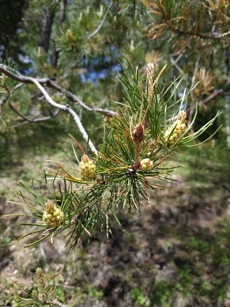 Young Ovary Cones Cedar Pine Larch Branches Needles Spring Photo — Stock Photo, Image