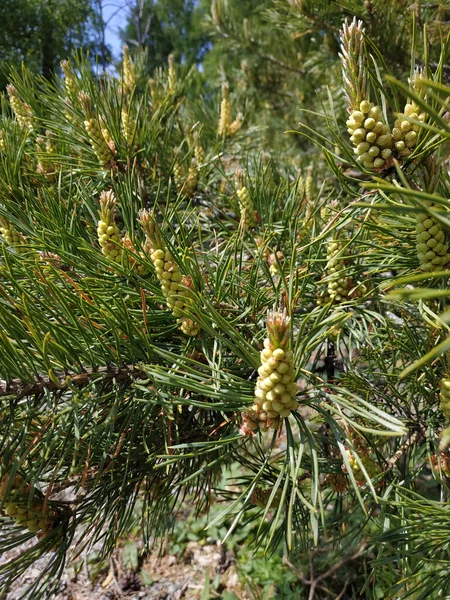 Jonge Eierstokken Van Ceder Dennen Lariks Takken Met Naalden Voorjaarsfoto — Stockfoto