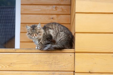 Gri tüylü tekir kedi, ahşap bir kulübenin korkuluklarında güneşleniyor. Bir hayvanın fotoğrafı.