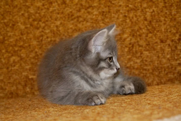 Little Gray Fluffy Kitten Cunning Eyes Plays Beads Photo Animal — Stock Photo, Image