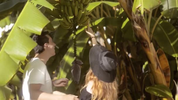 Couple Exploring Nature Examining Banana Tree Flower Fruits Growing Green — Stock Video