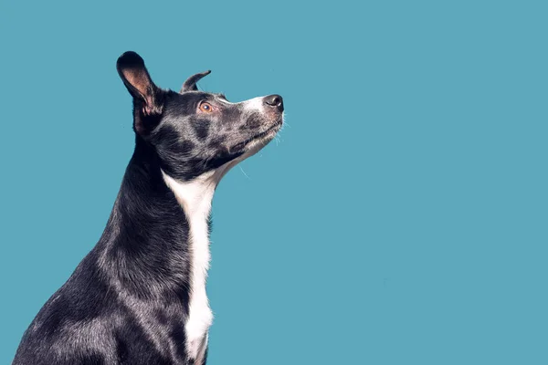 Melez bir köpek yukarı bakıyor. Mavi / yeşil arka planı olan bir köpek. P