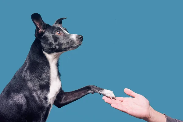 A mongrel dog gives a paw to the owner. Dog on a blue / green ba