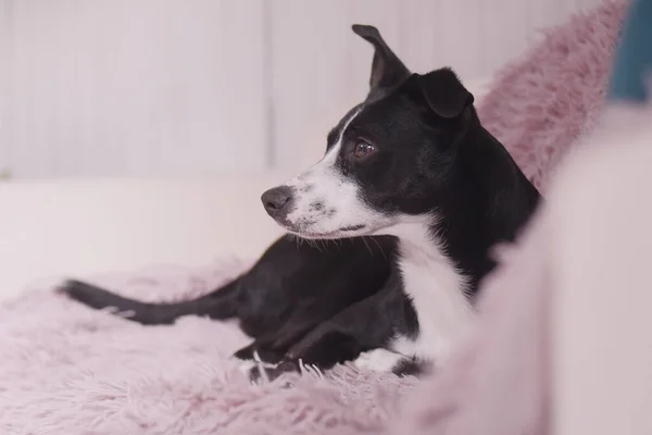 犬はピンクのベッドの上に寝そべっている 自宅で純血犬がソファの上の家に休んでいる ベッドの上の黒と白 犬と寝るために — ストック写真