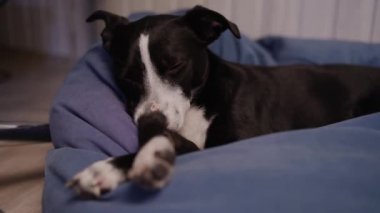 Köpek siyah ve beyaz uykuya dalar. - Köpek uyuyor. Köpek yorgun ve sedirin üzerinde dinleniyor. Evcil hayvan. Köpek anestezi altında. Haşhaş yavaşça göz kapaklarını düşürür ve uykuya dalar.