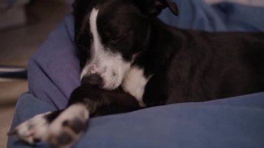 Köpek siyah ve beyaz uykuya dalar. - Köpek uyuyor. Köpek yorgun ve sedirin üzerinde dinleniyor. Evcil hayvan. Köpek anestezi altında. Haşhaş yavaşça göz kapaklarını düşürür ve uykuya dalar.