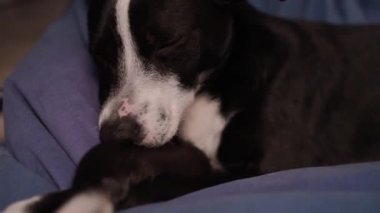 Köpek siyah ve beyaz uykuya dalar. - Köpek uyuyor. Köpek yorgun ve sedirin üzerinde dinleniyor. Evcil hayvan. Köpek anestezi altında. Haşhaş yavaşça göz kapaklarını düşürür ve uykuya dalar.