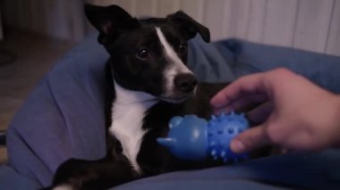 Köpek siyah ve beyaz uykuya dalar. - Köpek uyuyor. Köpek yorgun ve sedirin üzerinde dinleniyor. Evcil hayvan. Köpek anestezi altında. Haşhaş yavaşça göz kapaklarını düşürür ve uykuya dalar.