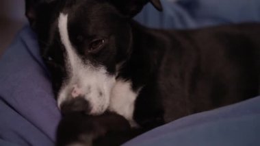 Köpek siyah ve beyaz uykuya dalar. - Köpek uyuyor. Köpek yorgun ve sedirin üzerinde dinleniyor. Evcil hayvan. Köpek anestezi altında. Haşhaş yavaşça göz kapaklarını düşürür ve uykuya dalar.