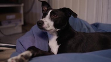 Köpek siyah ve beyaz uykuya dalar. - Köpek uyuyor. Köpek yorgun ve sedirin üzerinde dinleniyor. Evcil hayvan. Köpek anestezi altında. Haşhaş yavaşça göz kapaklarını düşürür ve uykuya dalar.