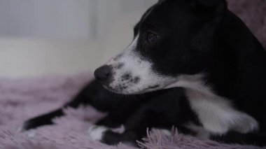 Siyah-beyaz köpek mavi bir sedirin üzerinde yatar ve bir oyuncakla oynar..