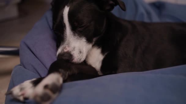 Μαύρο Και Άσπρο Σκυλί Αποκοιμιέται Σκύλος Κοιμάται Σκύλος Είναι Κουρασμένος — Αρχείο Βίντεο