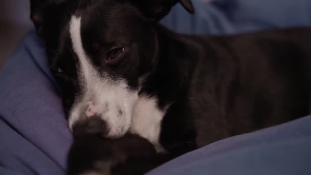 Černobílý Pes Usne Ten Pes Spí Pes Unavený Odpočívá Otomanu — Stock video