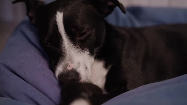 Černobílý Pes Usne Ten Pes Spí Pes Unavený Odpočívá Otomanu — Stock video