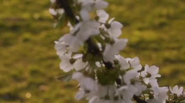 Çiçekler, beyaz çiçekli ağaç dalları. Güzel bahar, ağaçlar çiçek açıyor. Baharla parktaki kavşak. Baharın ilk çiçek yaprakları.