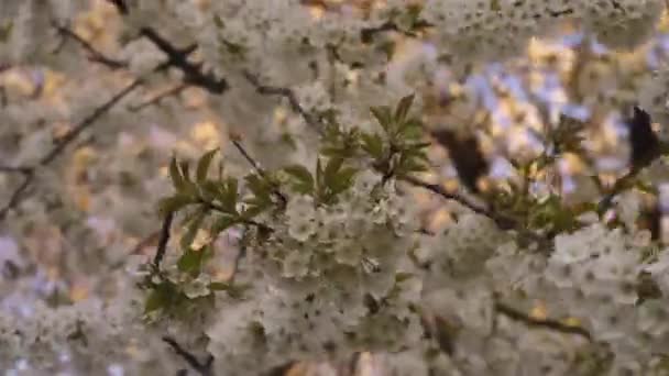 白い花の木の枝 美しい春には 木々が咲いています 春と公園のインターチェンジ 春の最初の花の花弁 — ストック動画