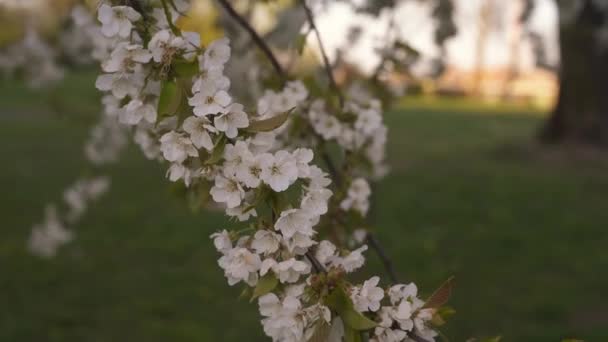 Květiny Větve Stromů Bílými Květy Krásné Jaro Stromy Kvetou Výměna — Stock video