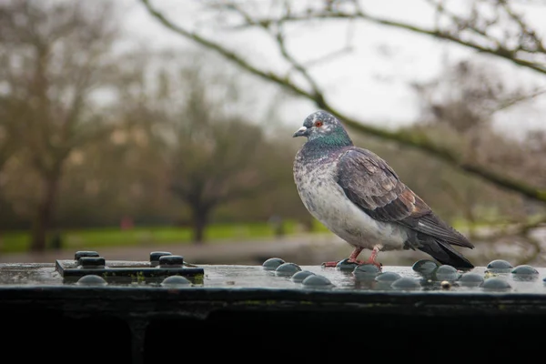 Porträt Einer Taube London Mit Copyspace — Stockfoto