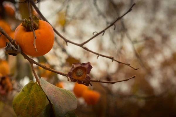 Jesienny Tło Persimmons Drzewo — Zdjęcie stockowe