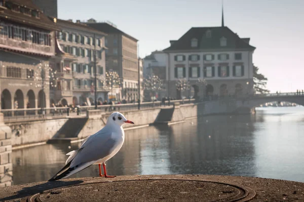 Zurich Vista Sul Lungofiume Tramonto Con Gabbiano Primo Piano — Foto Stock