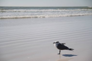 Martı Sarasota beach, Florida, ABD. İle boşaltmak.