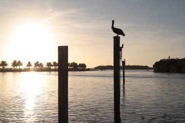 Kutuplar ve pelikan ay gün batımı ile arkadan aydınlatmalı manzara.