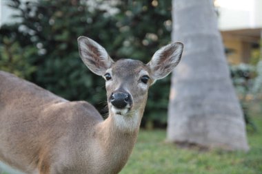 Çim yeme geyik (Odocoileus virginianus clavium) anahtar, yakın çekim. Florida Keys.