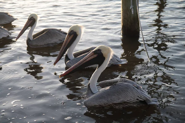 Pelicani Apă Lagună Așteptarea Mâncării — Fotografie, imagine de stoc