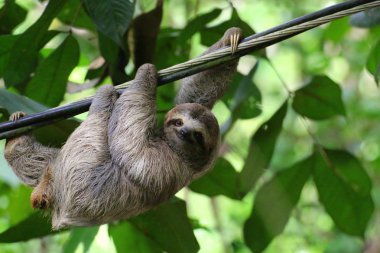 Komik ifade gülümseyen ile kameraya bakarak bir kablo üzerinde asılı genç kahverengi gerdanlı tembellik (Bradypus Variegatus). Kosta Rika.